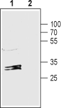 Anti-Connexin-32 Antibody