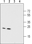 Anti-Connexin-26 (GJB2) Antibody