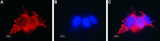 Anti-Connexin-26 (GJB2) Antibody