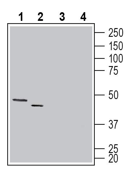 Connexin-47 (GJC2) Blocking Peptide