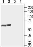 Anti-Connexin-29 (extracellular) Antibody