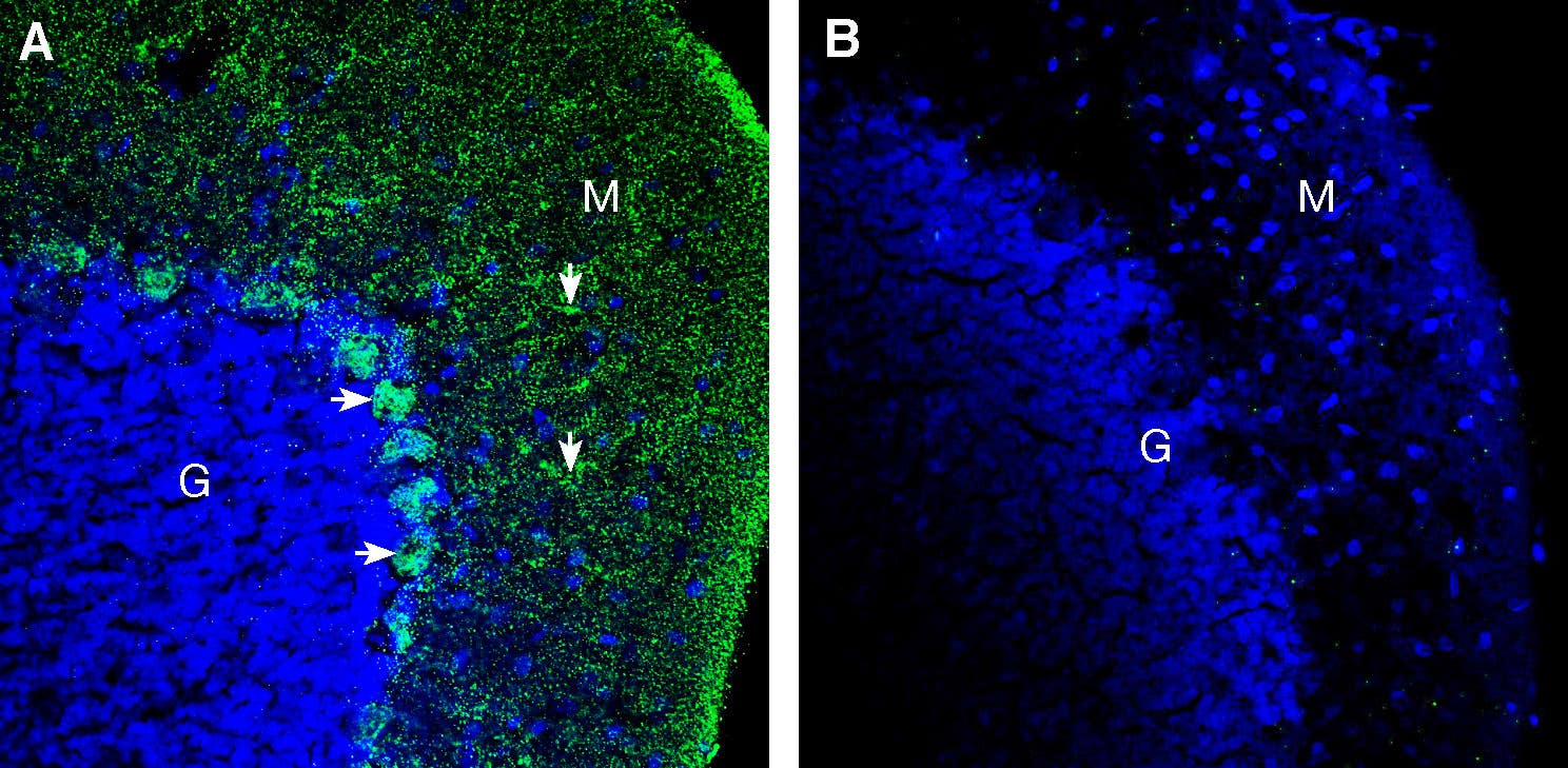 Anti-Pannexin 2 (extracellular) Antibody