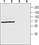 Pannexin 2 (extracellular) Blocking Peptide