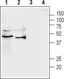 Anti-Pannexin 3 Antibody