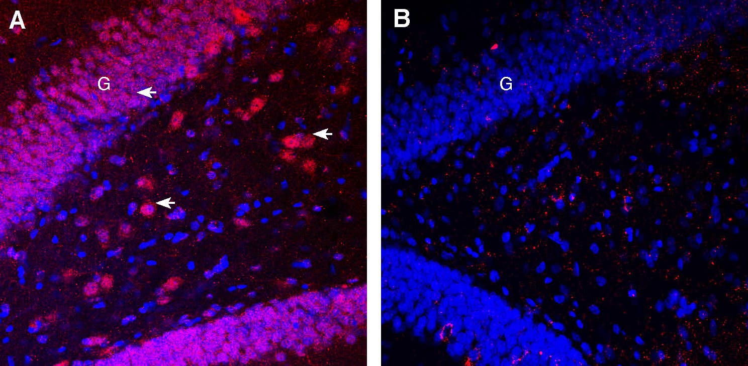 Guinea Pig Anti-Pannexin 1 Antibody
