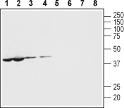 Pannexin 1 Blocking Peptide