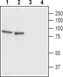 Anti-CatSper1 (extracellular) Antibody