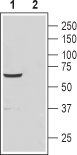 Anti-CatSper4 (extracellular) Antibody - Carrier Free