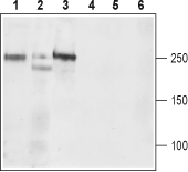 Cav1.3/CACNA1D (extracellular) Blocking Peptide