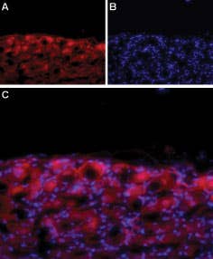 Anti-Ca<sub>V</sub>1.3 (CACNA1D) (extracellular) Antibody