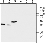 Anti-MCUR1 (CCDC90A) Antibody