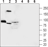 MICU1 Blocking Peptide