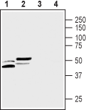 Anti-CALHM3 Antibody