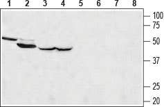 MCU Blocking Peptide
