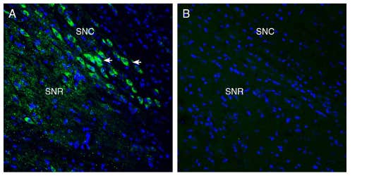 Anti-MCU Antibody