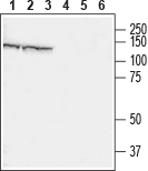 CHERP Blocking Peptide