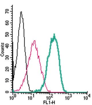 Anti-Human TRPV1 (extracellular) Antibody