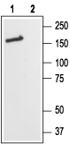 NMDAR2B/GluN2B (extracellular) Blocking Peptide