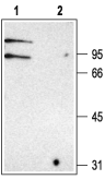 Anti-CLC-K Antibody