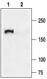 CFTR Blocking Peptide