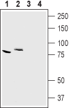 CLC-7/CLCN7 Blocking Peptide