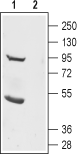 TMEM16B/ANO2 (extracellular) Blocking Peptide