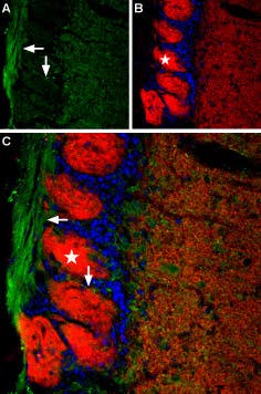 Anti-TMEM16B (ANO2) (extracellular) Antibody