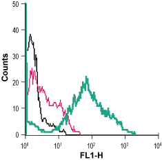 Anti-Anoctamin-6 (extracellular) Antibody