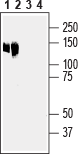 Anti-Anoctamin-6 (extracellular) Antibody
