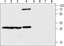 Anti-CLIC1 Antibody - Carrier Free