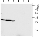 Anti-CLIC4 Antibody - Carrier Free
