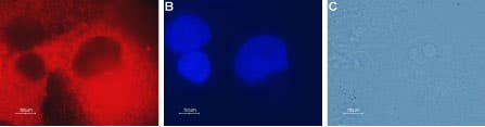 Anti-CLIC4 Antibody