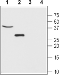 Anti-CLIC5 Antibody