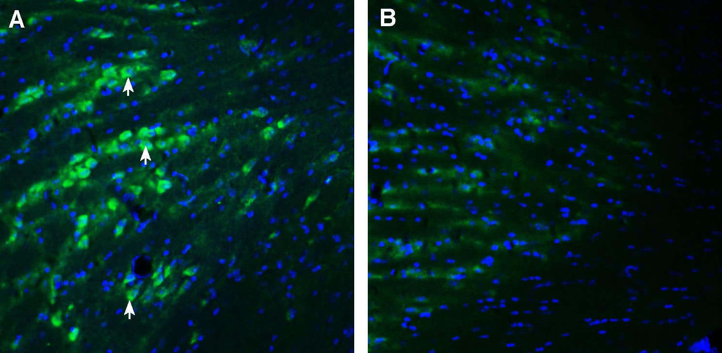 Anti-PACC1/TMEM206 (extracellular) Antibody