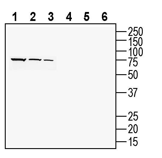 PACC1/TMEM206 (extracellular) Blocking Peptide