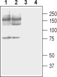 Anti-PMCA2 Antibody