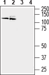Anti-PMCA3 Antibody - Carrier Free