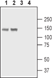 PMCA4 Blocking Peptide