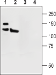 PMCA1 Blocking Peptide