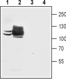 Anti-SERCA1 Antibody - Carrier Free