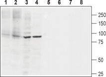 Anti-SERCA2 Antibody