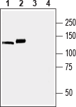 Anti-SERCA3 Antibody - Carrier Free