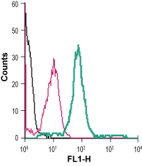 Anti-Cannabinoid Receptor 1 (extracellular)-FITC Antibody