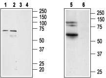Cannabinoid Receptor 2 Blocking Peptide
