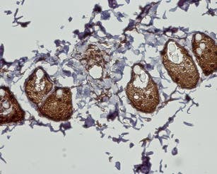 Anti-Cannabinoid Receptor 2 Antibody