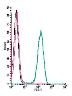 Anti-Human Cannabinoid Receptor 2 (extracellular) Antibody