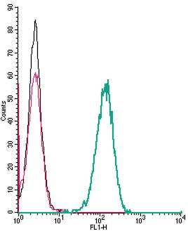 Anti-Human CXCR1 (extracellular) Antibody