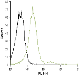 Anti-Human CXCR2 (extracellular)-ATTO Fluor-488 Antibody