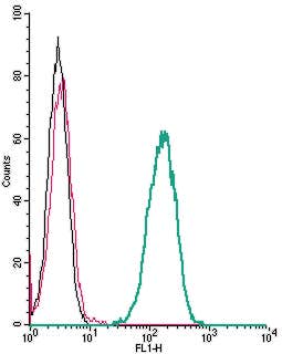 Anti-Human CXCR2 (extracellular) Antibody