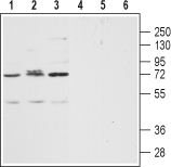 Human CXCR2 (extracellular) Blocking Peptide